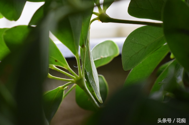 吊兰根部虫害,吊兰如何防止虫害