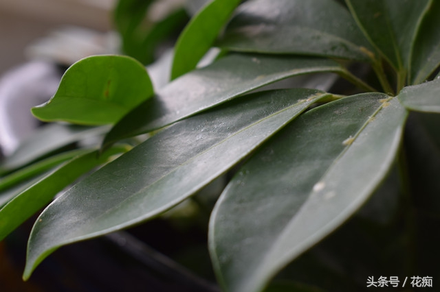 吊兰根部虫害,吊兰如何防止虫害