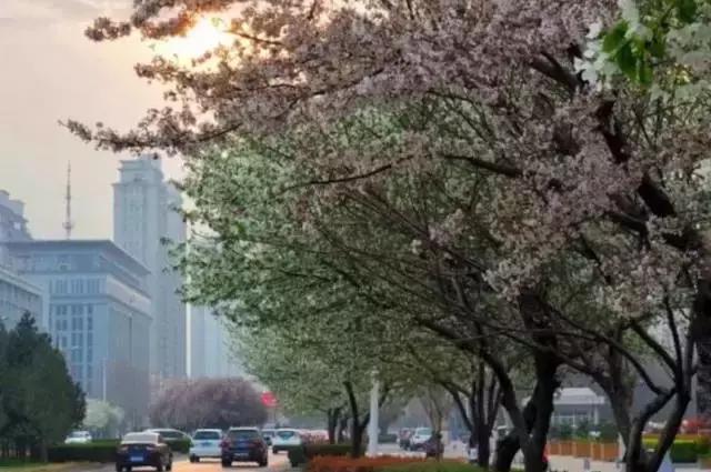 2021年洛阳旅游攻略指南,洛阳旅游攻略2015