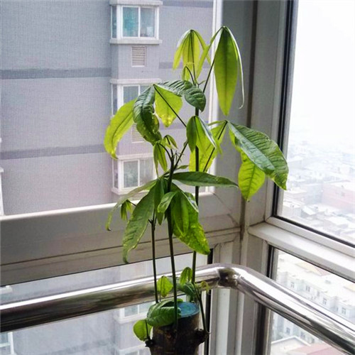 死了的发财树怎么养才能活,快枯萎的发财树怎么样能养好