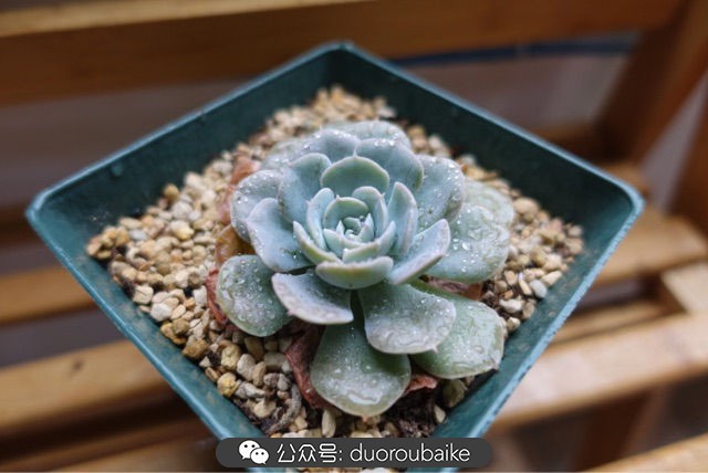 爱生活爱养花花卉绿植养护小知识,爱生活爱养花多肉植物养护小技巧