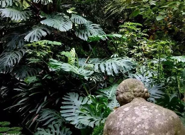 年宵花的危害,毒花观赏植物