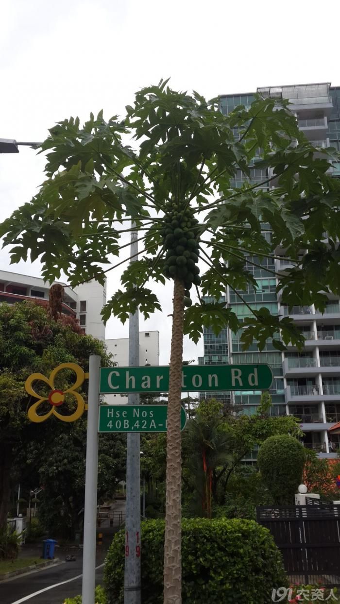 平常吃的是木瓜还是番木瓜,番木瓜和木瓜的味道一样吗