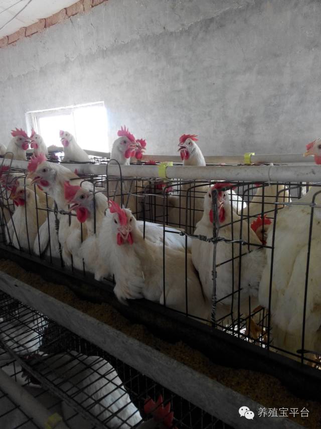 爱佳集团杨经理,杨文斌的养殖场