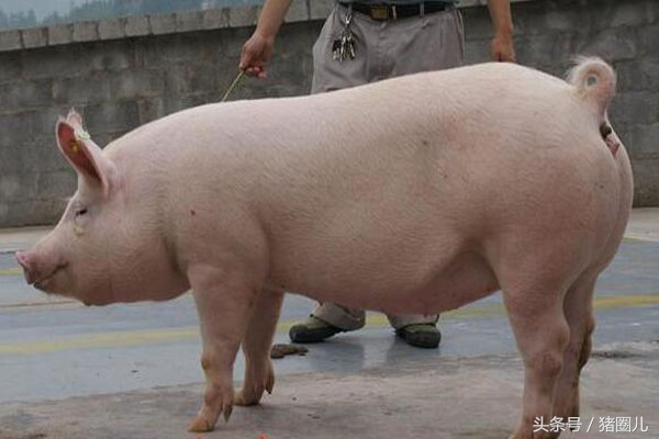 母猪产子肥胖有什么影响,母猪过于肥胖怀孕有影响吗