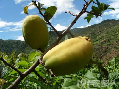 平常吃的是木瓜还是番木瓜,番木瓜和木瓜的味道一样吗