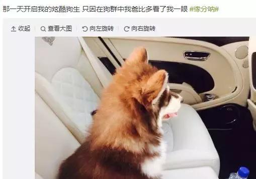 这炫富方式绝了！唐嫣LV包、权志龙天价项链都被王思聪的狗怼了