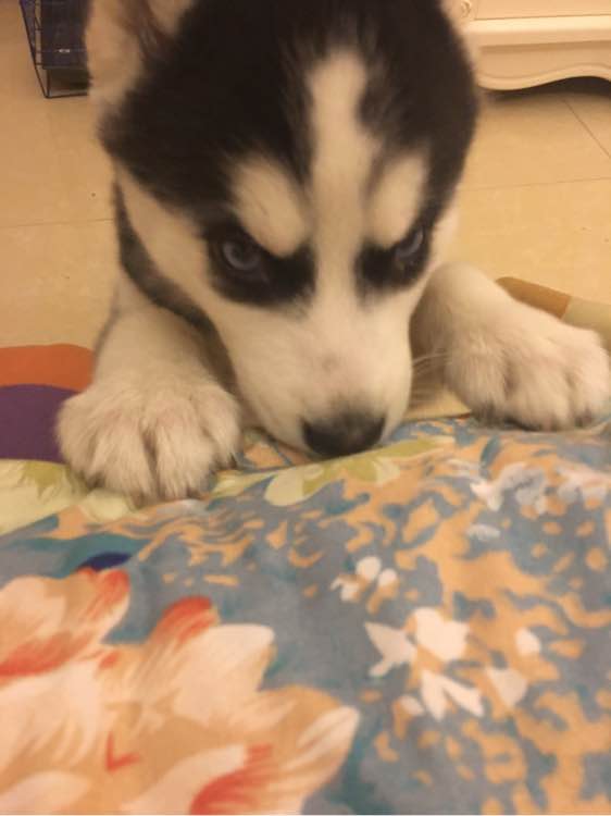 哈士奇的正确饲养方法有哪些,这才是哈士奇的正确遛法