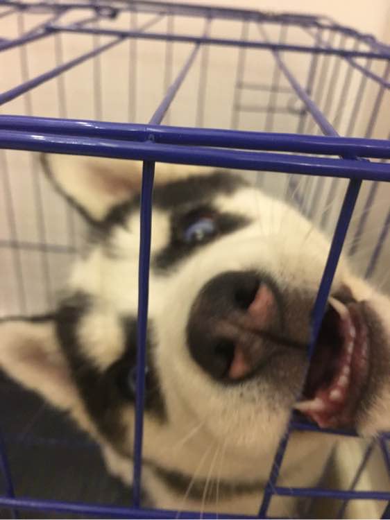 哈士奇的正确饲养方法有哪些,这才是哈士奇的正确遛法