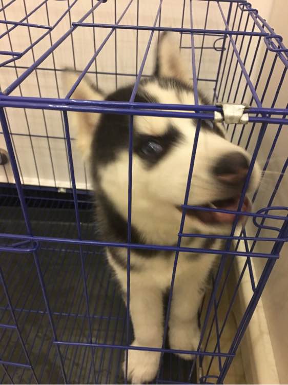 哈士奇的正确饲养方法有哪些,这才是哈士奇的正确遛法