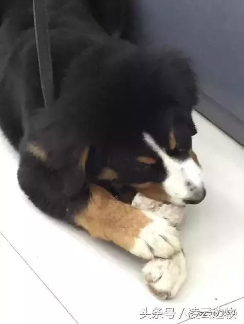 关注！骨头可以杀死狗！