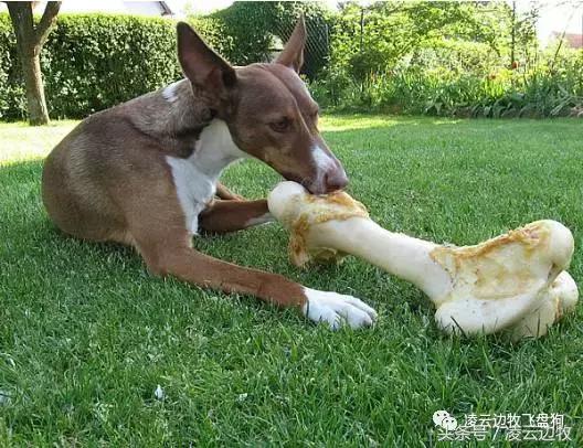 关注！骨头可以杀死狗！