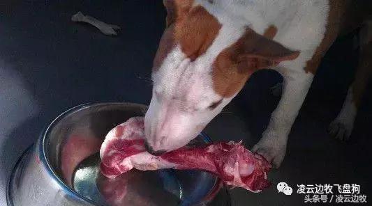 关注！骨头可以杀死狗！