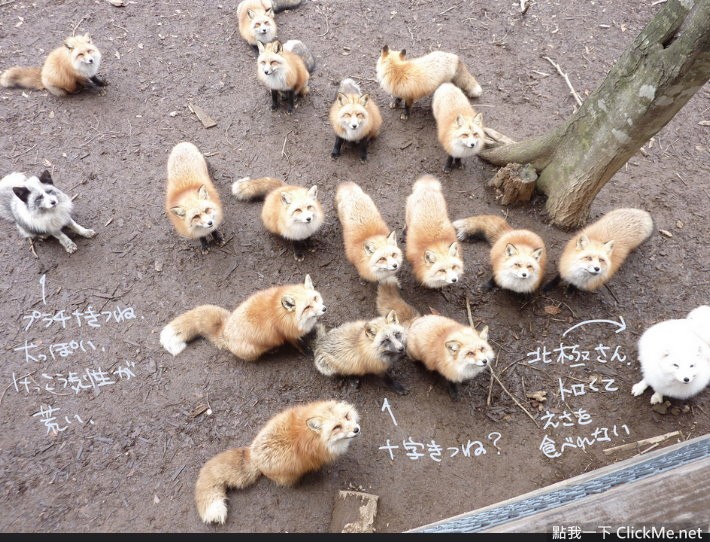 毛茸茸天堂蔵王狐狸村让你享受被狐狸淹没的幸福感