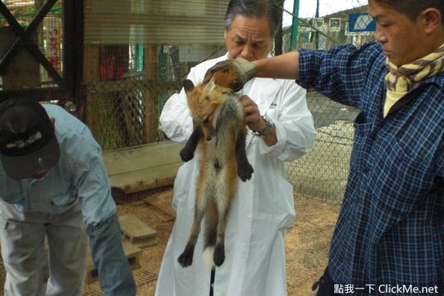 毛茸茸天堂蔵王狐狸村让你享受被狐狸淹没的幸福感