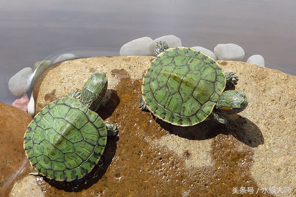 巴西龟不张开嘴怎么回事,小巴西龟一直张开嘴巴怎么办