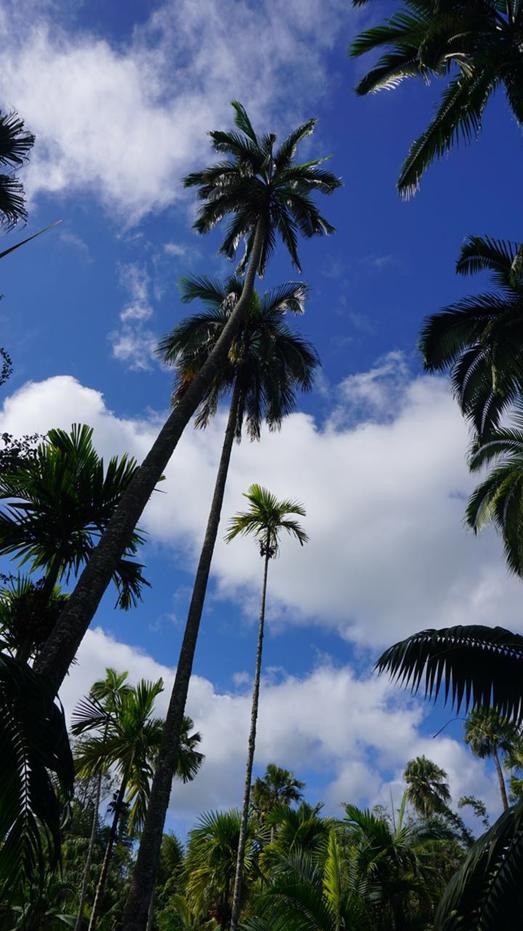 毛里求斯浪漫之旅,毛里求斯度蜜月