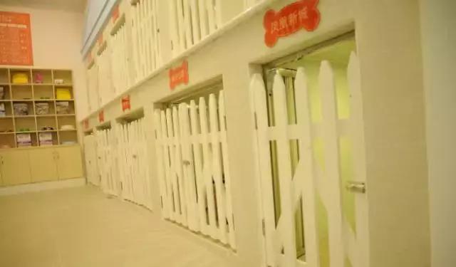 成都宠物寄养基地,成都狗狗寄养