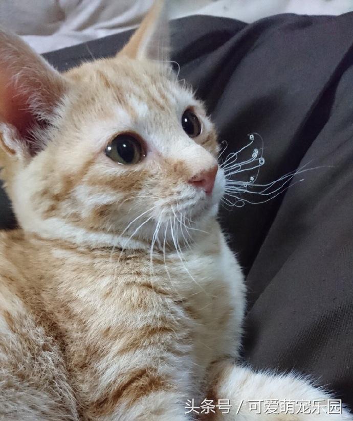 猫咪烤火把自己的毛烧着了,猫咪的胡子都烫成大波浪了