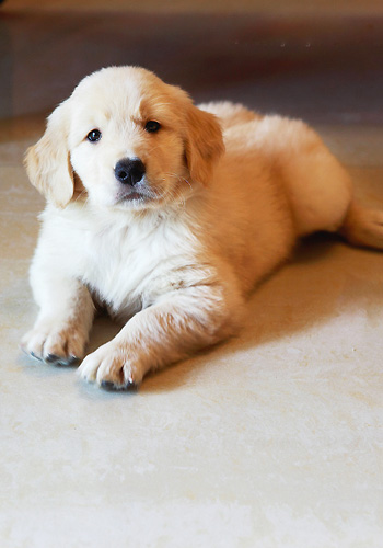 金毛犬高智商的5个表现,高智商的金毛犬视频