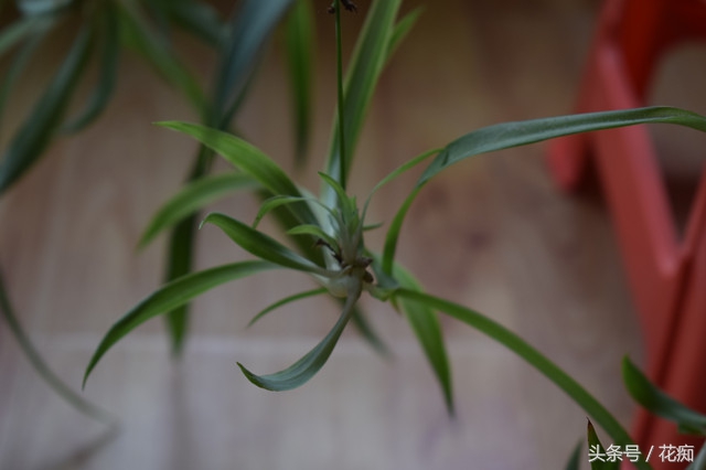 吊兰根部虫害,吊兰如何防止虫害