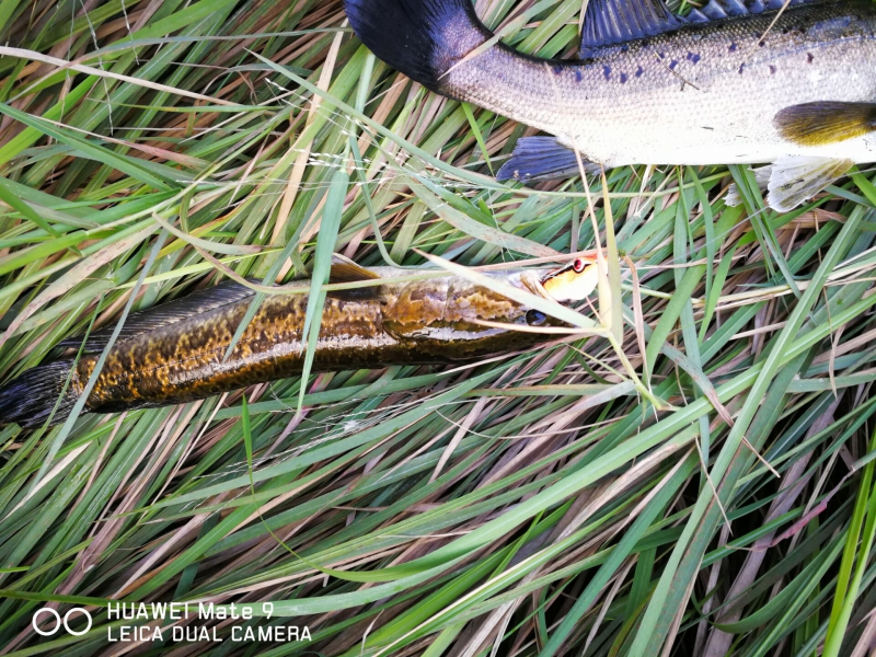 路亚新春出钓视频,路亚钓鱼爆竿搞笑合集