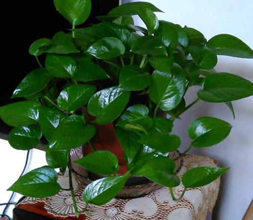 用啤酒擦君子兰花叶子方法,啤酒擦君子兰叶子的正确方法