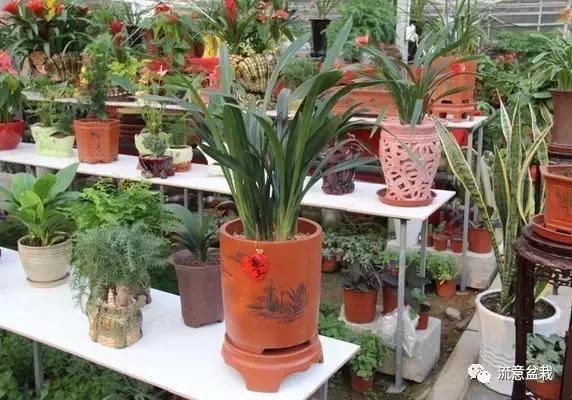 你的花卉在冬季死了，也许是这几点没做好！