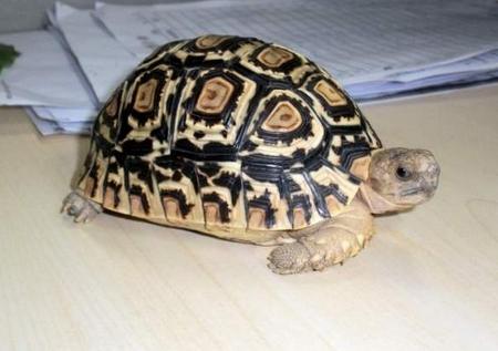 养宠物谨慎犯法,养宠物要谨慎不要随便养宠物