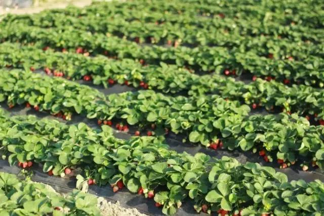 2021年洛阳旅游攻略指南,洛阳旅游攻略2015