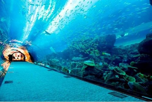 迪拜美食推荐攻略 (迪拜旅游攻略住宿推荐)