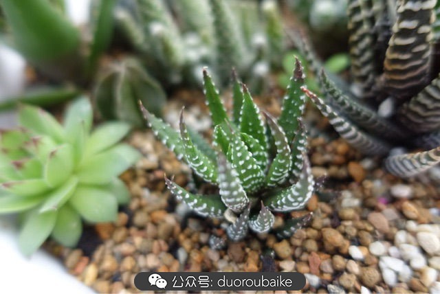 爱生活爱养花花卉绿植养护小知识,爱生活爱养花多肉植物养护小技巧