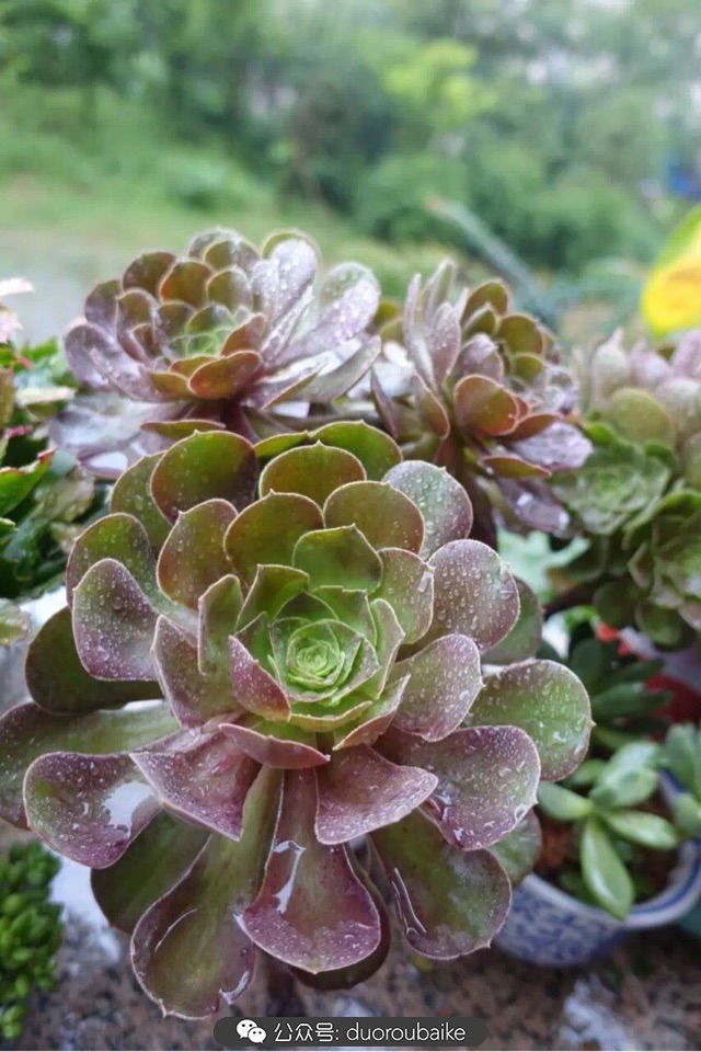 爱生活爱养花花卉绿植养护小知识,爱生活爱养花多肉植物养护小技巧