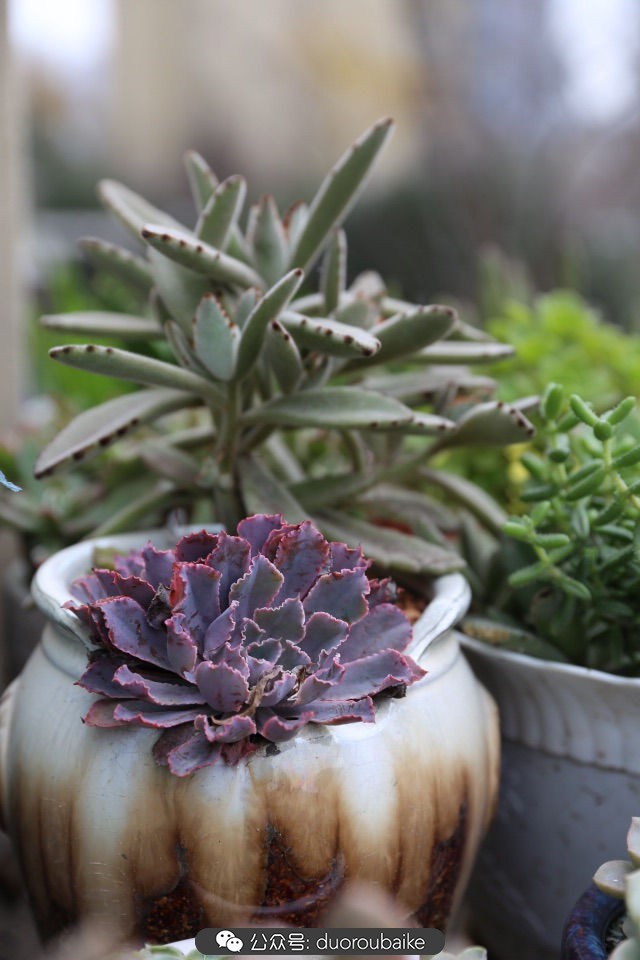 爱生活爱养花花卉绿植养护小知识,爱生活爱养花多肉植物养护小技巧