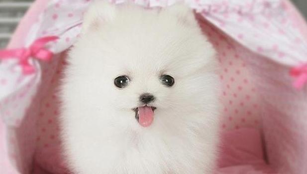 小狗便便成形但是很稀,小狗拉屎最后有一点稀