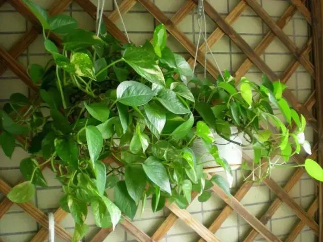 年宵花的危害,毒花观赏植物