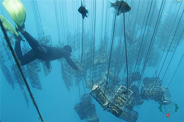 买珍珠好还是黄金好,买珍珠买海水还是淡水