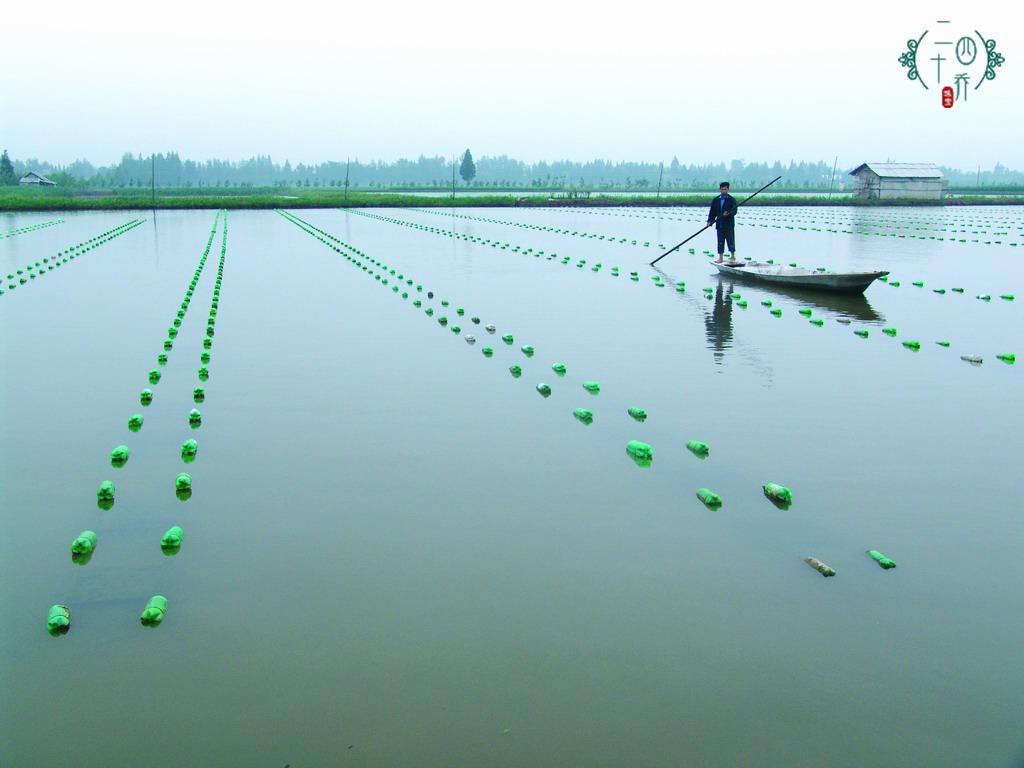 买珍珠好还是黄金好,买珍珠买海水还是淡水