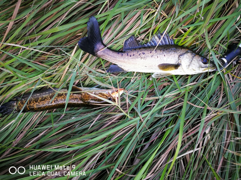 路亚新春出钓视频,路亚钓鱼爆竿搞笑合集