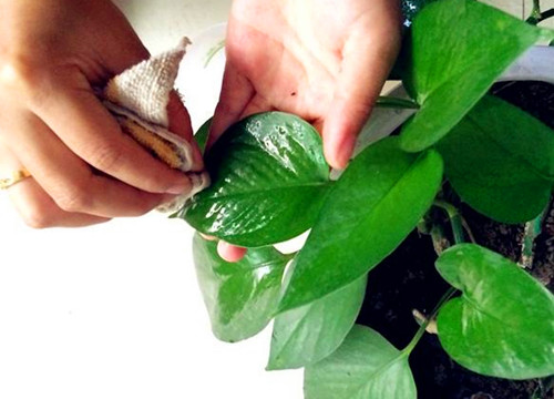 用啤酒擦君子兰花叶子方法,啤酒擦君子兰叶子的正确方法