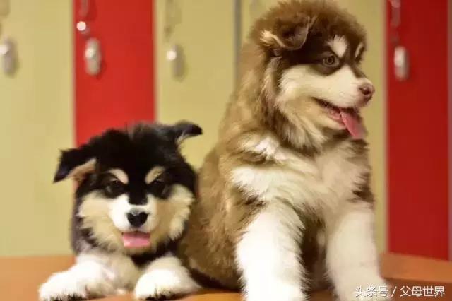 带宝宝去长白山滑雪关注什么,带娃去长白山滑雪