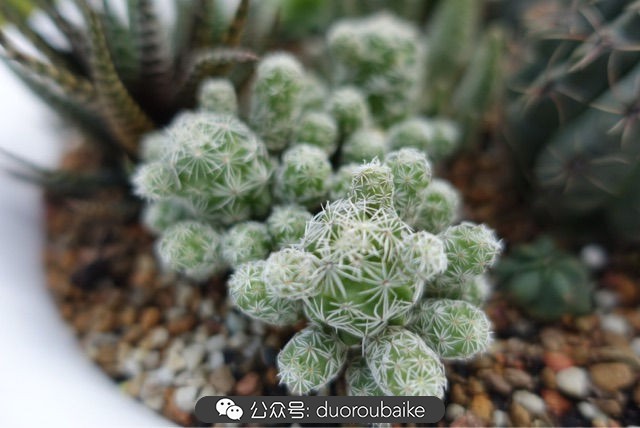 爱生活爱养花花卉绿植养护小知识,爱生活爱养花多肉植物养护小技巧