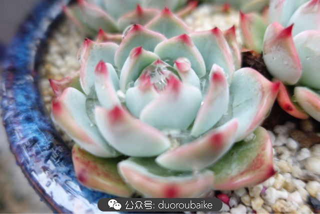 爱生活爱养花花卉绿植养护小知识,爱生活爱养花多肉植物养护小技巧