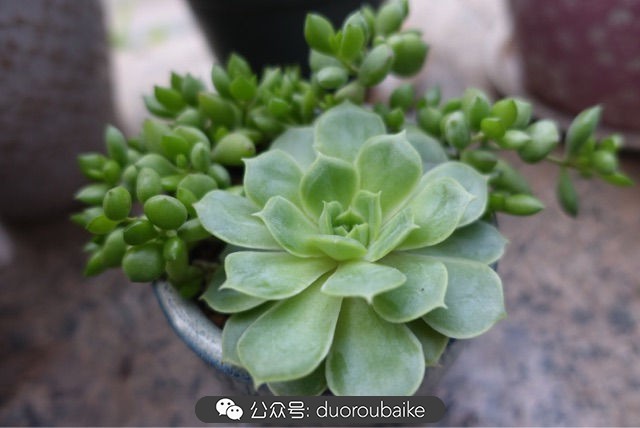 爱生活爱养花花卉绿植养护小知识,爱生活爱养花多肉植物养护小技巧