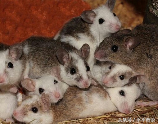 一念善意，救下怀孕母鼠，母鼠报恩，福泽后人！