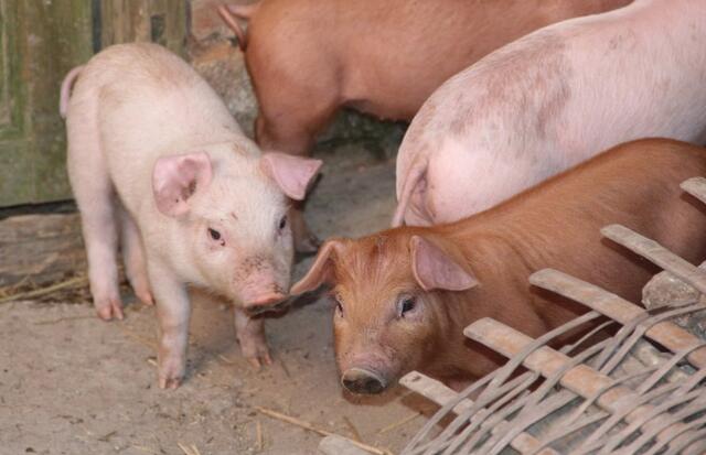 公猪与母猪怎样才算不是近亲,公猪和母猪直接育种