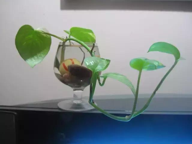 年宵花的危害,毒花观赏植物