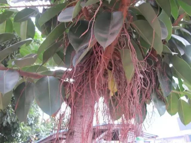 年宵花的危害,毒花观赏植物