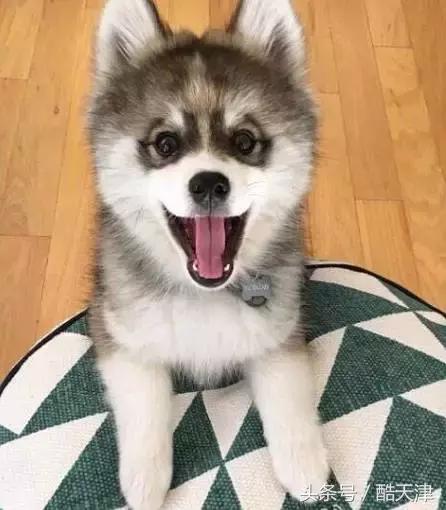 怎样知道家里的狗狗是串串 (怎么知道我家狗是什么串串)