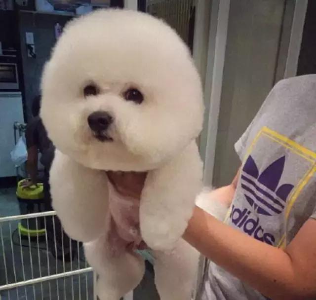 比熊犬呕吐拉稀怎么处理,比熊犬拉稀和吐是咋回事